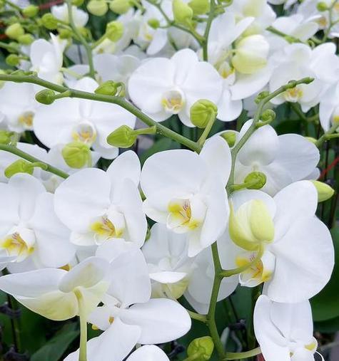 金蝴蝶兰代表什么？它的花语寓意有何特别之处？