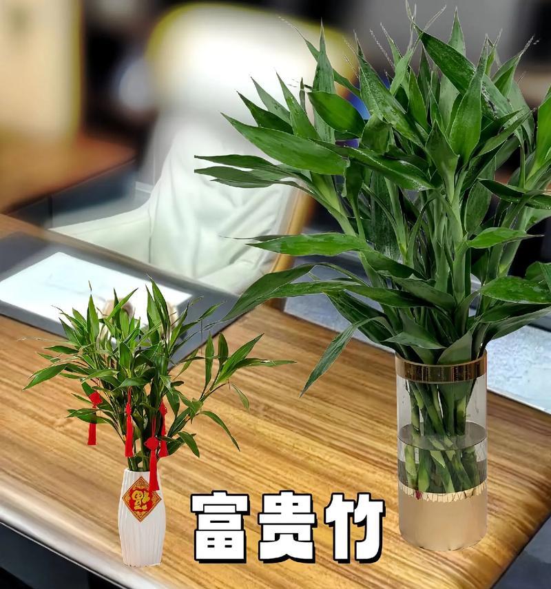 富贵竹子代表什么？富贵竹子的花语有何含义？
