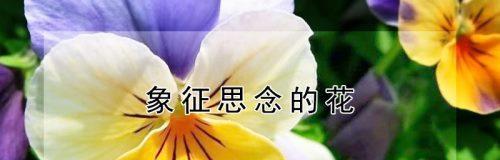 爱情死去的花语是什么意思？让人相思的花语又是什么意思？