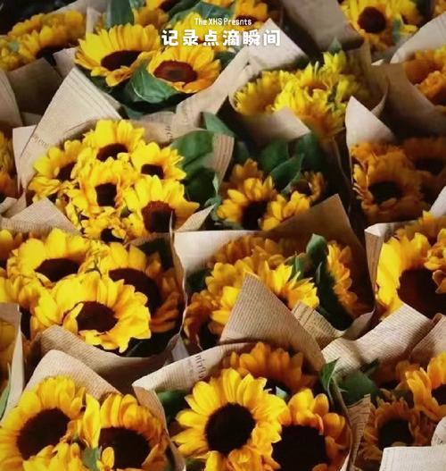 向日葵的花语代表什么？向日葵在花语中象征什么？