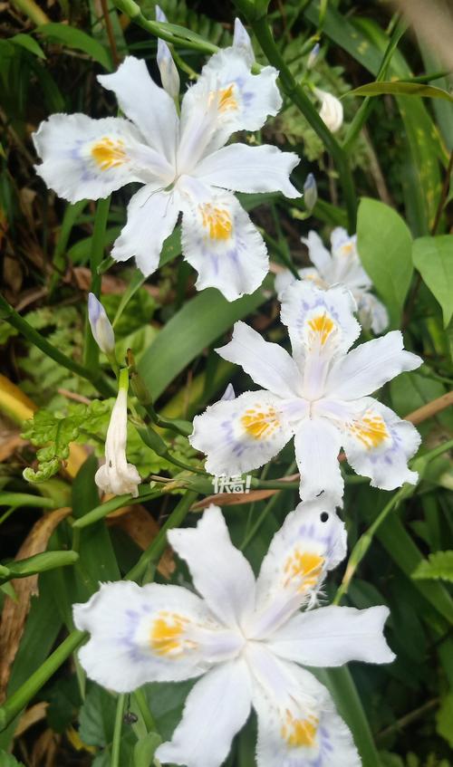 摇晃的蝴蝶花语是什么意思？蝴蝶花语有何寓意？
