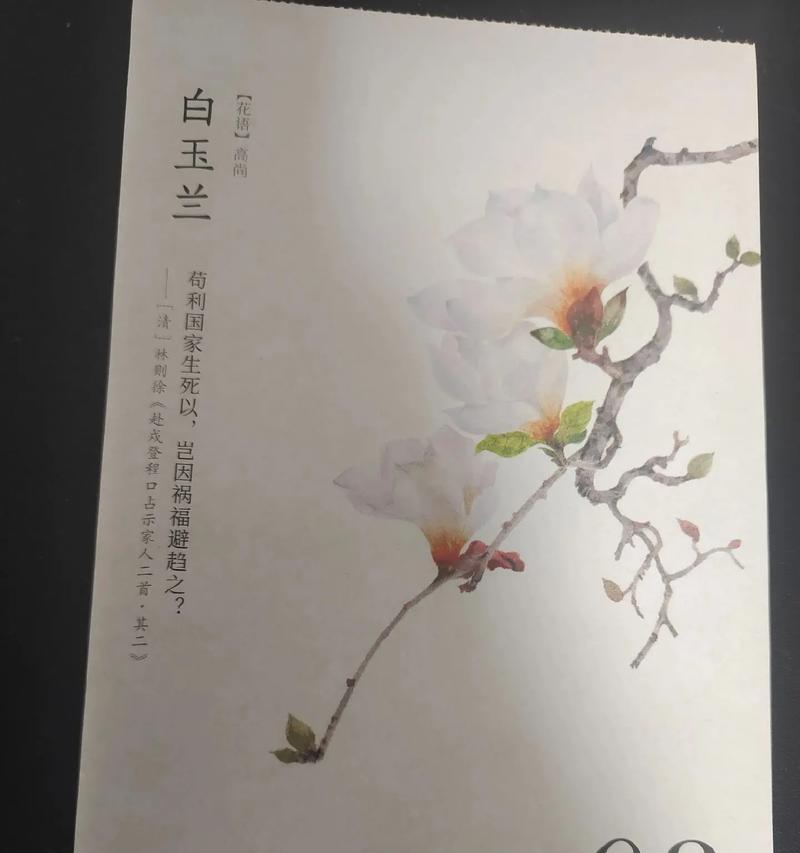 白玉兰的花语你知道吗？