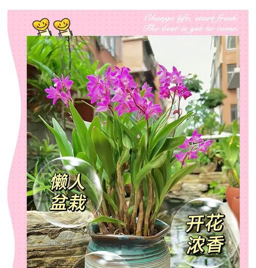 石斛兰花吉祥花语是什么？石斛兰象征着什么？