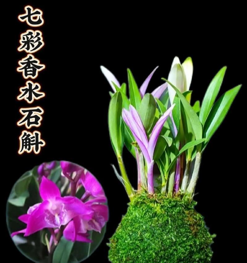 石斛兰花吉祥花语是什么？石斛兰象征着什么？