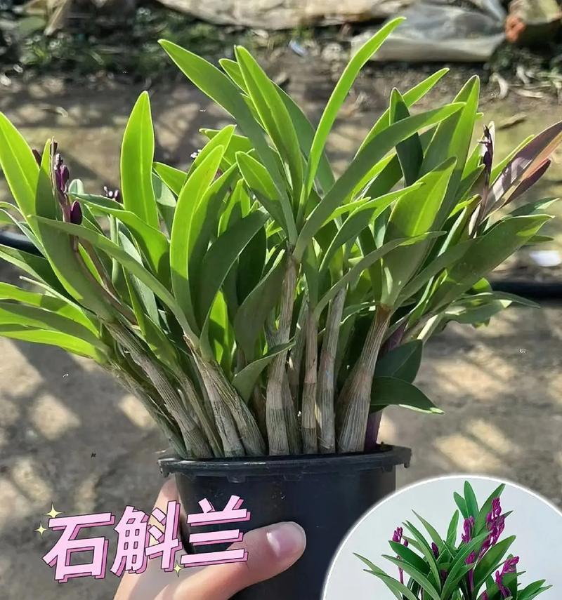 石斛兰花吉祥花语是什么？石斛兰象征着什么？