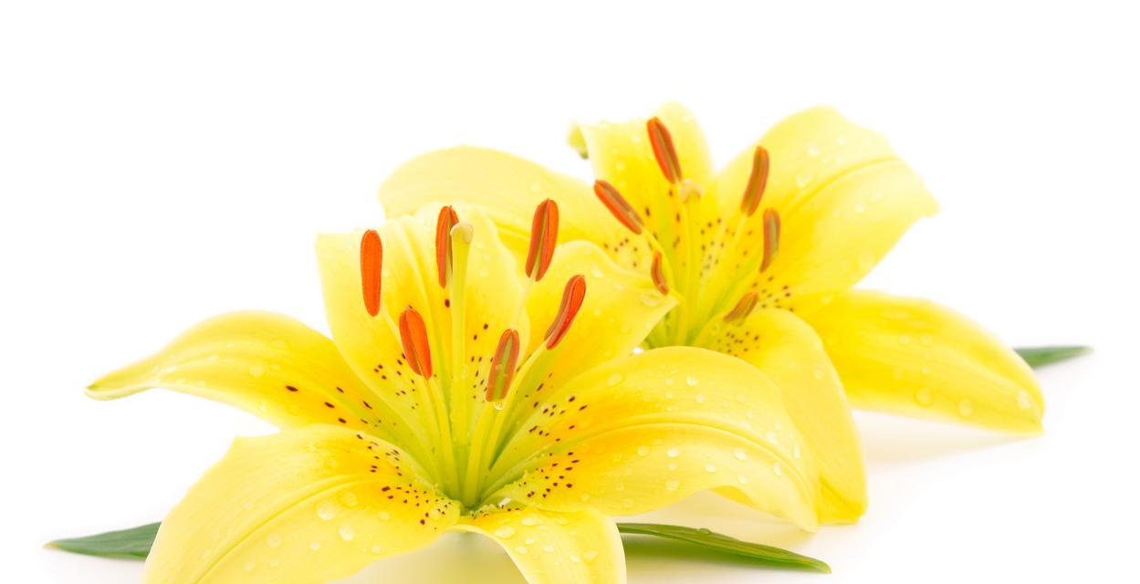 黄百合的花语有哪些？它在不同文化中的意义是什么？