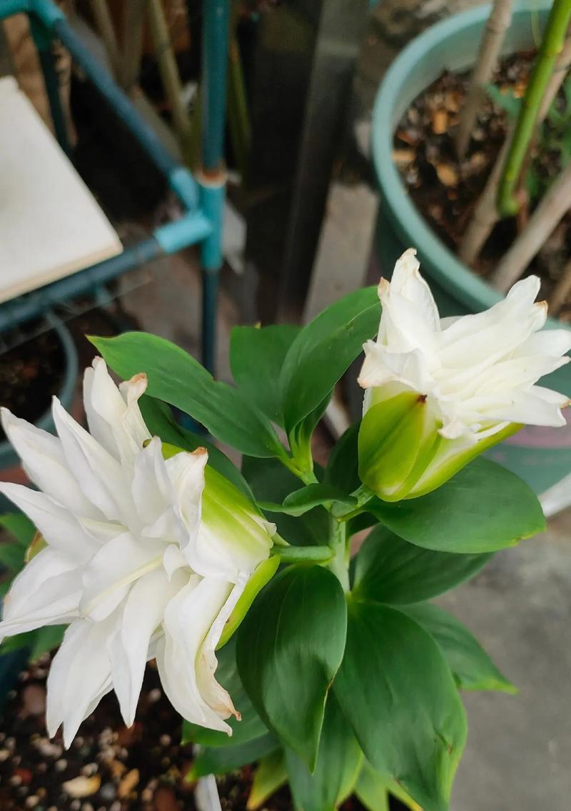 黄百合的花语有哪些？它在不同文化中的意义是什么？