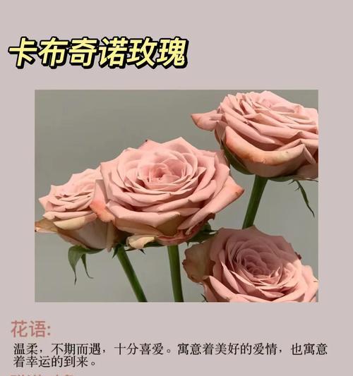 冰冻玫瑰的花语有何特殊含义？它象征着什么？