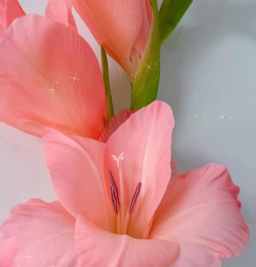 哪种花的花语代表守护的意义？