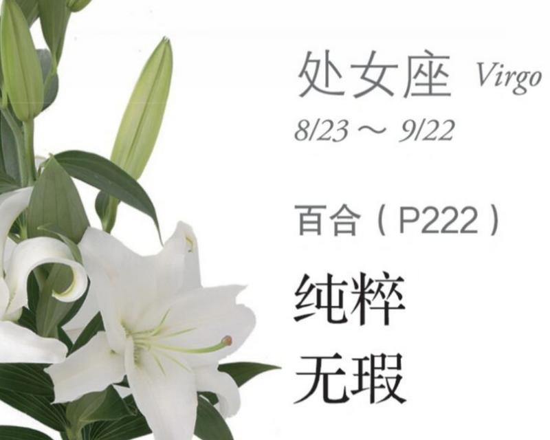 哪种花的花语代表守护的意义？