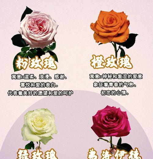 哪种花的花语代表守护的意义？