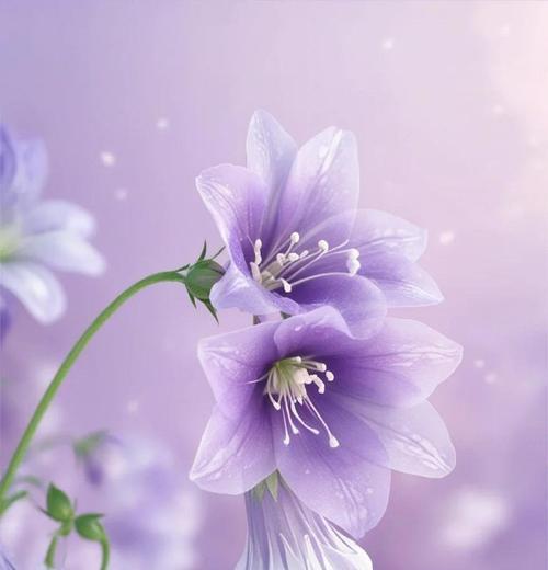 哪种花的花语象征着过去与未来？