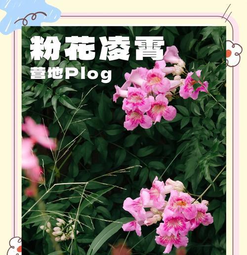哪种花的花语象征着过去与未来？