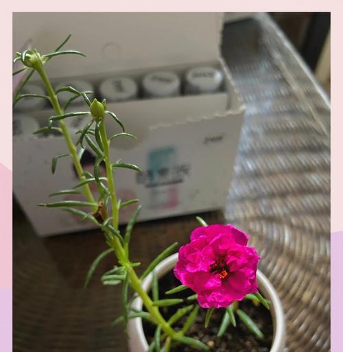 哪种花的花语象征着过去与未来？