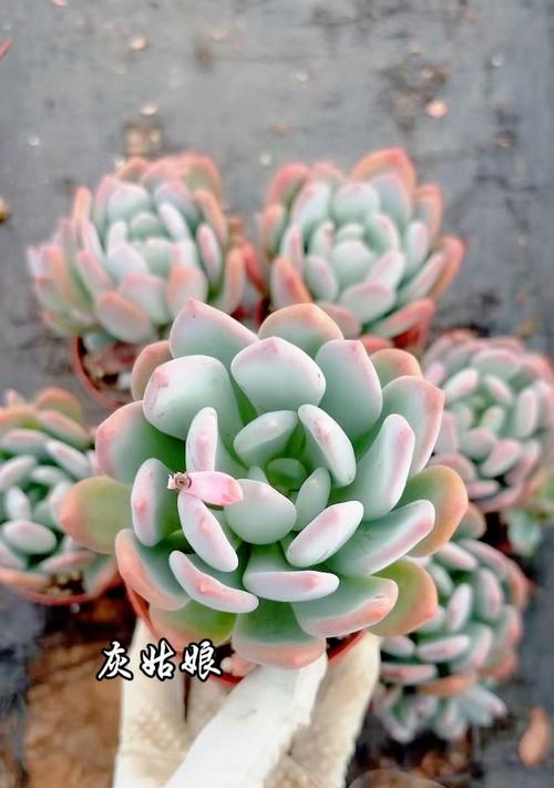 灰姑娘的花语是什么意思？它传达了哪些信息？