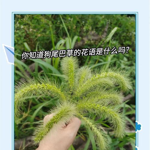 草的花语是什么？草的功效特点和诗词有哪些？