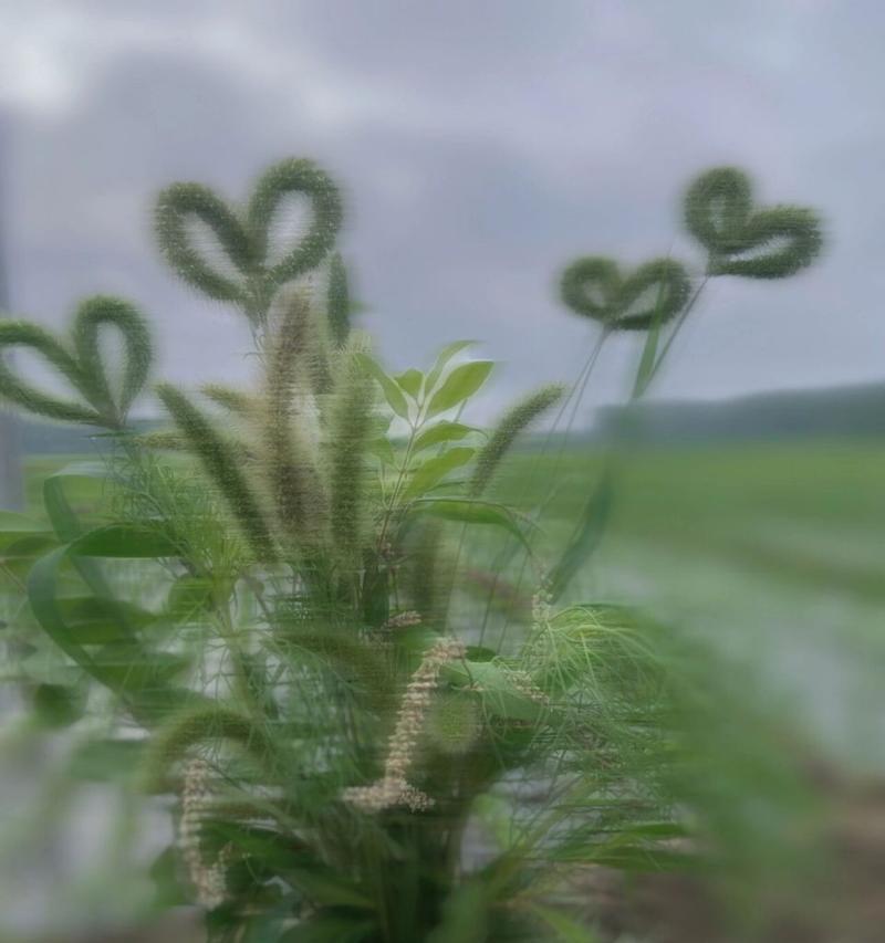 草的花语是什么？草的功效特点和诗词有哪些？