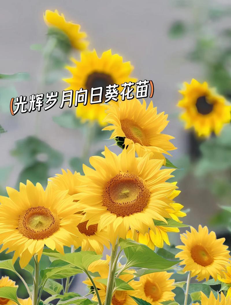 向日葵的花语是什么？动漫配音中向日葵有何特别含义？
