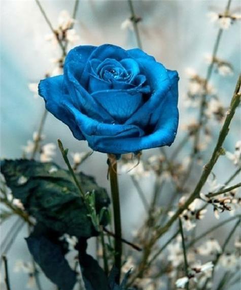 蓝玫瑰一支代表什么？花语有何特别之处？