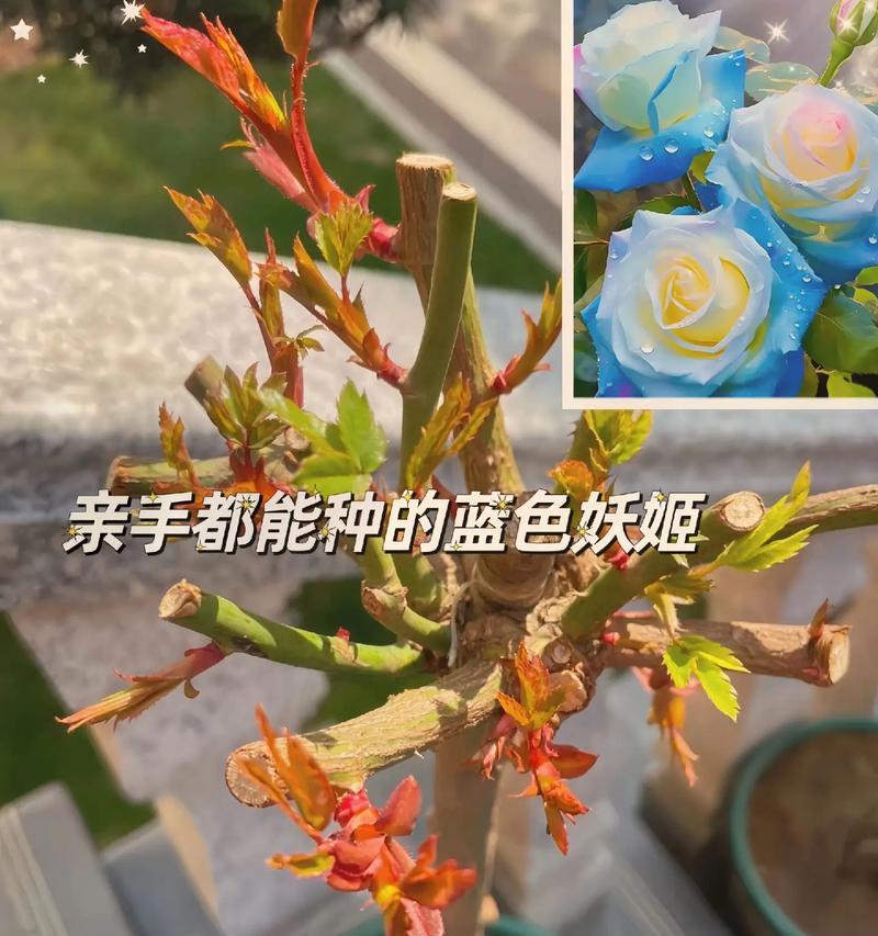 蓝玫瑰一支代表什么？花语有何特别之处？