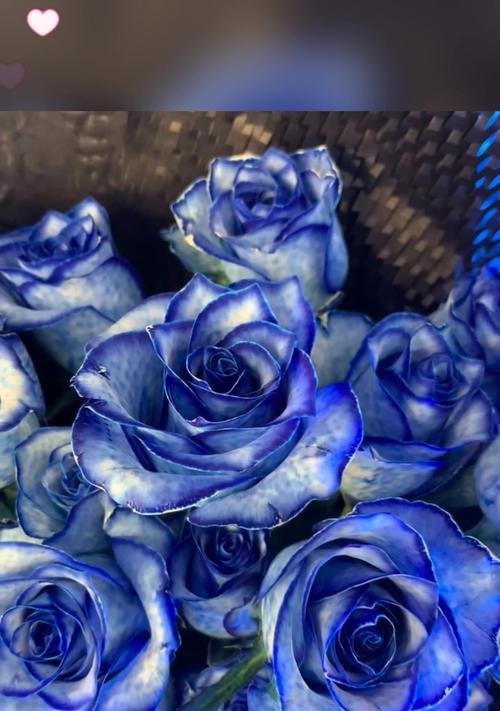 蓝玫瑰一支代表什么？花语有何特别之处？