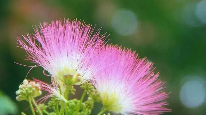 哪些花代表忧郁？它们的花语有何深意？