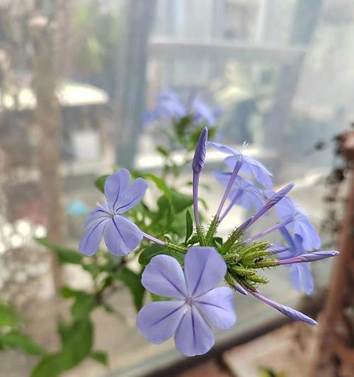 哪些花代表忧郁？它们的花语有何深意？