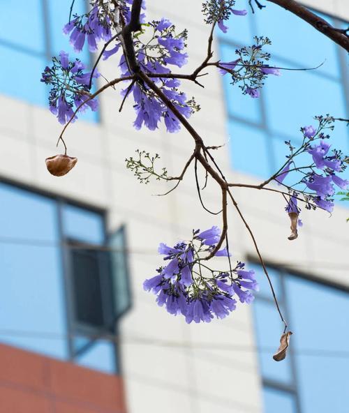 哪些花代表忧郁？它们的花语有何深意？