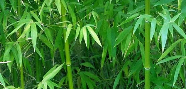 竹子的花语及其寓意是什么？