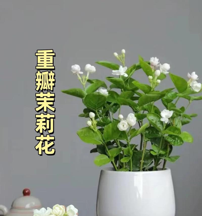 哪种花朵的花语是陪伴？它如何表达这种情感？