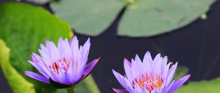 紫色睡莲的花语是什么？它在花语中代表了什么？
