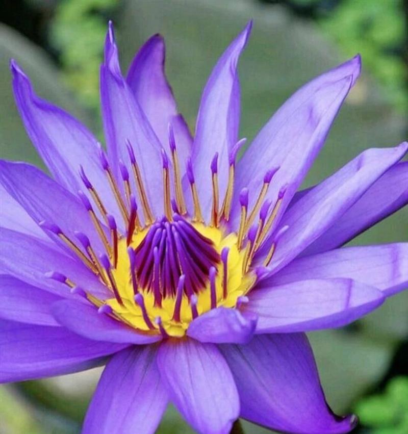 紫色睡莲的花语是什么？它在花语中代表了什么？