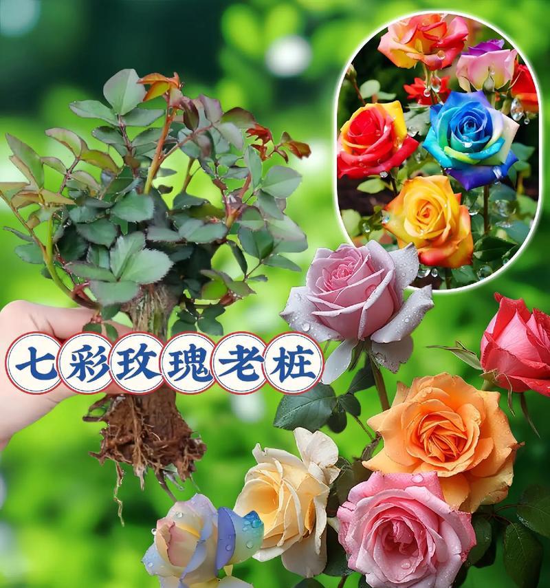 爵色玫瑰花语代表什么？爵色玫瑰是哪种花？