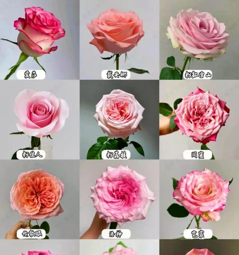 爵色玫瑰花语代表什么？爵色玫瑰是哪种花？
