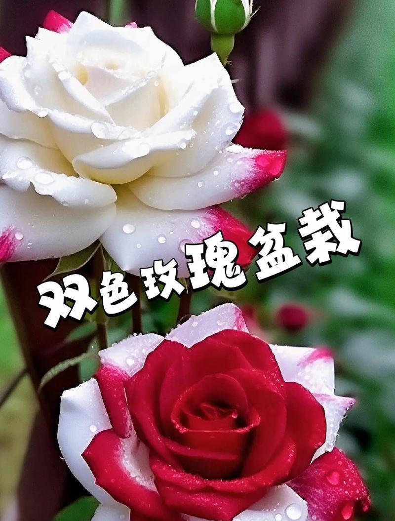 爵色玫瑰花语代表什么？爵色玫瑰是哪种花？