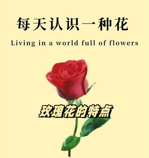 玫瑰花被烧毁象征着什么？