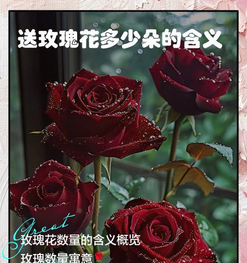 玫瑰花被烧毁象征着什么？