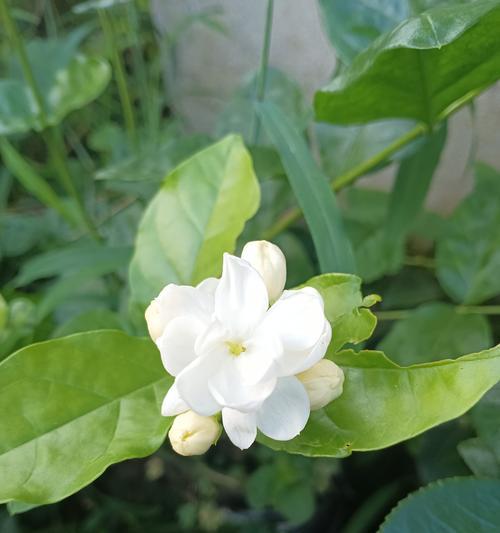 白花的花语和寓意是什么？代表什么？