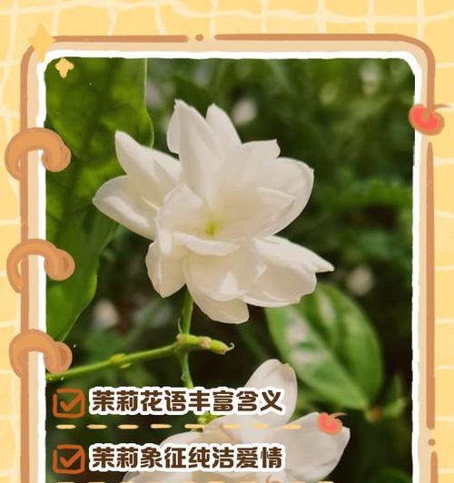 白花的花语和寓意是什么？代表什么？