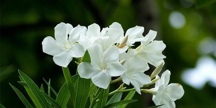 白花的花语和寓意是什么？代表什么？