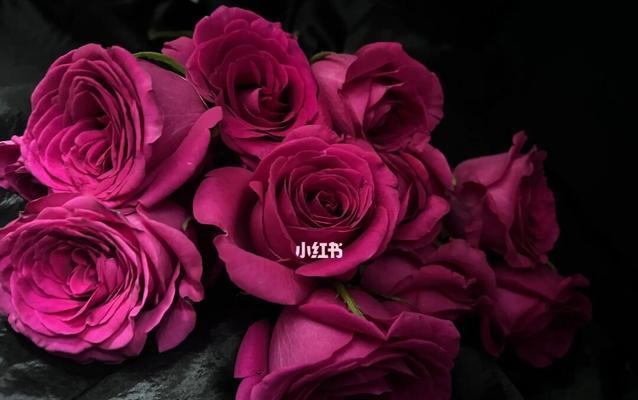 七支弗洛伊德花代表什么含义？