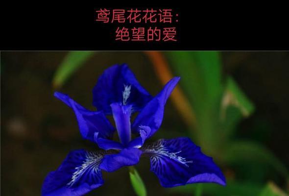 哪种花的花语能预测姻缘？如何通过花语了解姻缘？