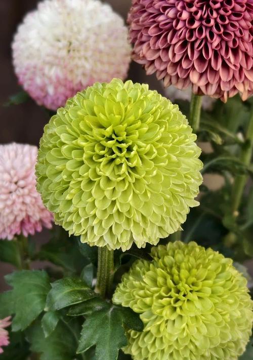 哪种花的花语能预测姻缘？如何通过花语了解姻缘？