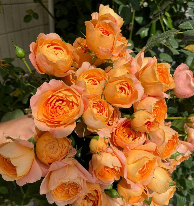 水果鲜花的寓意和花语是什么？水果与鲜花结合的花语有何深意？