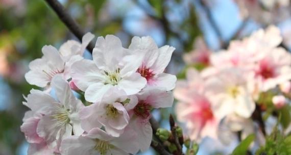 日本樱花的花语有何深意？它代表了哪些情感？