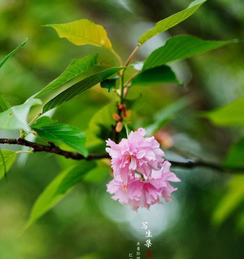 日本樱花的花语有何深意？它代表了哪些情感？