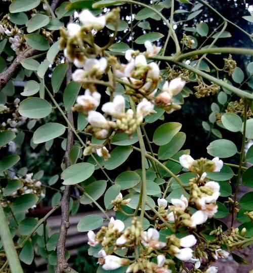 树梅的花语有何特别之处？它代表了什么？