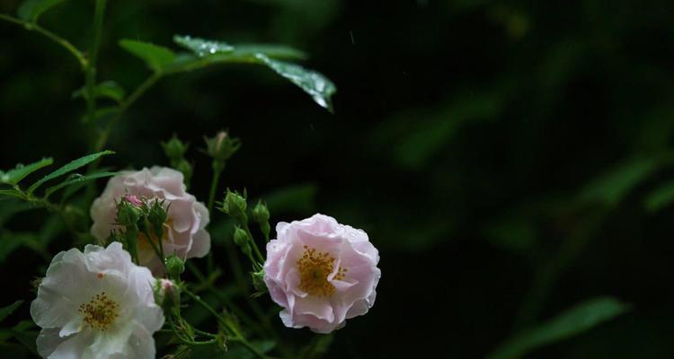 树梅的花语有何特别之处？它代表了什么？