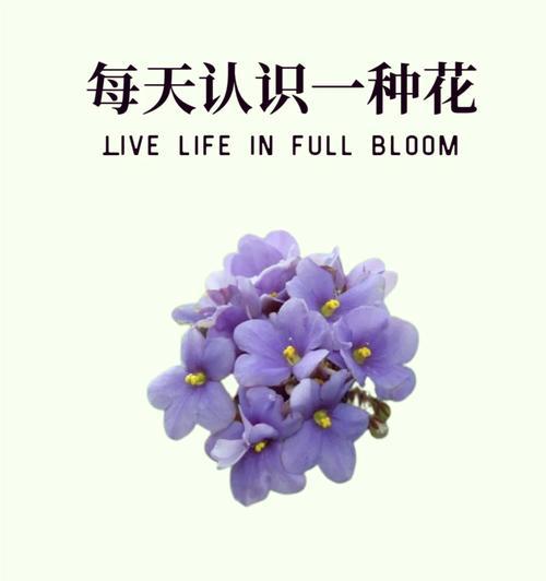 树梅的花语有何特别之处？它代表了什么？