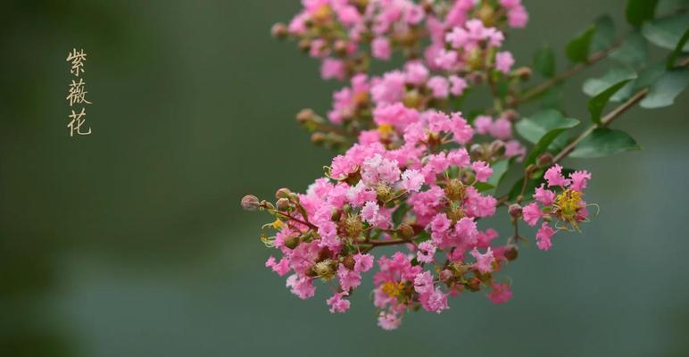 紫薇花在六月的花语含义是什么？